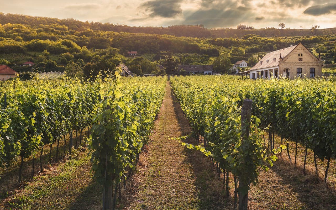 Cover Image for Blockchain Technology and Sustainable Wine Collecting