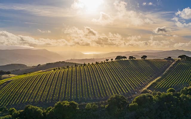 Cover Image for Unlock the World of California’s Cult Wines with BlockCellar