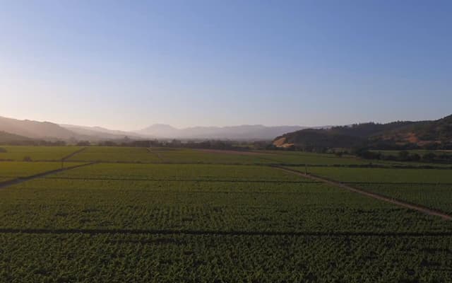 Cover Image for Savoring the Terroir: How Dominus Estate Blends Old-World Charm with Napa Valley Boldness